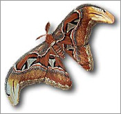 Atlas Moth from the family Saturniidae.