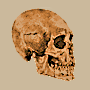 Kennewick Man skull.