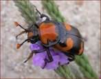 Nicrophorus americanus Olivier 1790