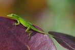 Anolis carolinensis Voigt, 1832