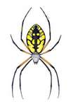 Argiope aurantia Lucas, 1833