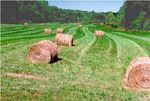 hay bales on a field in Scott County, Indiana (NRCS photo -- click to enlarge)
