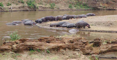 Hippopotamus in Africa - story details below