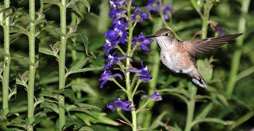 Hummingbird - story details below