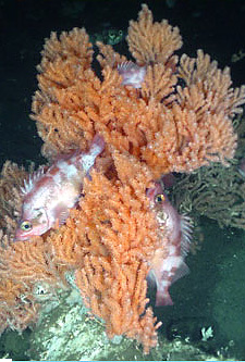 A red tree coral (Primnoa) inhabited by rockfish (Photo: Olympic Coast National Marine Sanctuary)