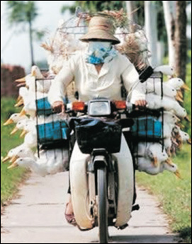 Man wearing a mask, riding a motorbike, and balancing a load of caged ducks.