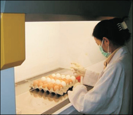 Laboratory specialist prepares egg-based vaccine.