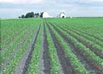 Minnesota soybean field (NRCS photo -- click to enlarge)