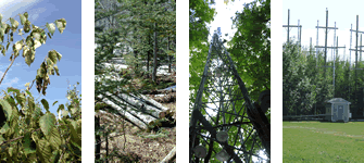  [photo collage:]  left to right: insect damage on birch, logging for forest health management, Willow Creek eddy flux tower and Aspen FACE experiment ring.