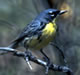 [photo:] Kirtland's warbler, Dendroica kirtlandii 