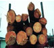 image of logs