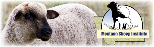 Montana Sheep Institute