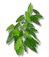 An herb
