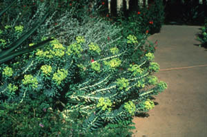 Euphorbia biglandulosa Desf. (Gopher Plant)