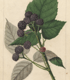 Ferndale [Rubus sp.]
