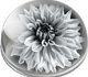Dahlia Flower Portrait Paperweight