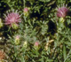 Russian Knapweed