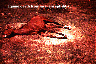 Equine death from viral encephalitis