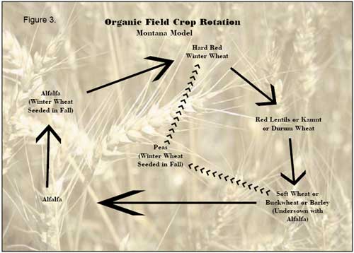 Organic Field Crop Rotation Chart