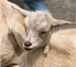 goat donation