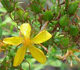 St. Johnswort