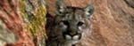 Mountain Lion (Felis concolor).