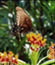 Photo contest winner - butterfly