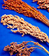 Different types of sorghum. Link to story.