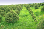 Alabama Christmas tree farm ( image from Alabama NRCS photo gallery -- click to enlarge)