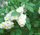 Multiflora Rose