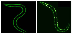 C. elegans worm expressing a protein prone to clumping that fluoresces green (right), and a related protein that does not clump (left).