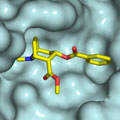  Close-up of an antibody molecule (light blue surface) bound to cocaine (colored sticks). Courtesy of Ian Wilson and Xueyong Zhu. This work was co-funded by the National Institute on Drug Abuse at NIH.