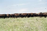 BIA, Buffalo at Standing Rock Indian Reservation, SD.