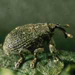 weevil