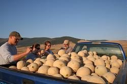 truckload of melons