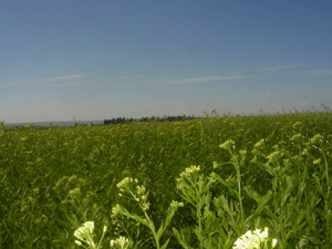 camelina field