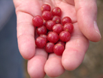 Russian olive berries