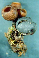 Mummy berry with apothecia