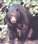 Alaskan black bear