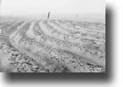 1930's "Dust Bowl image shows contoured furrows collecting soil blowing from the unprotected field in the background (NRCS image -- click to enlarge)