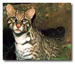 Ocelot