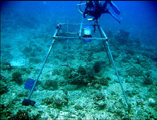 NOAA scientist–divers conducting an underwater survey