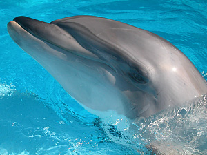 Dolphins can accumulate fat-soluble toxins, pharmaceuticals, and antibiotics from the food they eat. So can humans.
