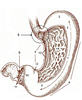 Artist's drawing of a stomach