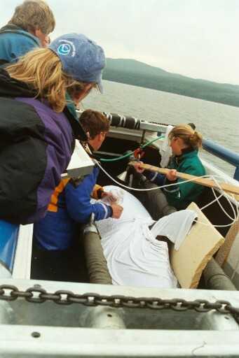 killer whale rescue team in boat
