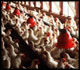 Image of a commercial chicken hatchery.