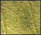 Image of soybean leaf with soybean rust.