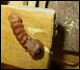 Image of a wood boring larva.