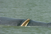 humpback whales