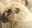 sheep donation
